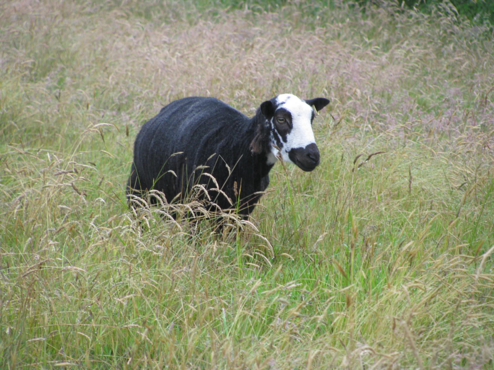 A shawn sheep